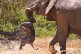 Vì sao voi mang xác con non đã chết trong nhiều ngày?