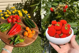 Quá mê làm vườn, hàng xóm nhường cả đất trước nhà cho trồng trọt