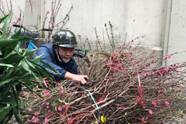 29 Tết: Tiểu thương ngủ gật, đào quất ế chỏng chơ