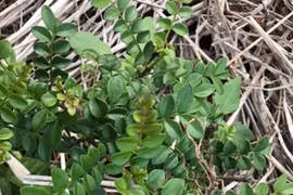 Cây dại mọc bờ bụi bỗng gần triệu đồng/kg vẫn hút khách 