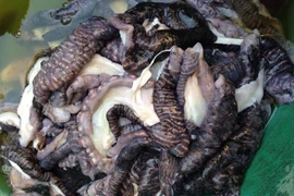 Sự thật "ngã ngửa" về loại nấm lạ đen xì đang gây sốt thị trường