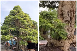 Ngắm siêu cây trăm tỷ đại gia bán chỉ để “vui cửa vui nhà“