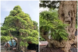 Ngắm siêu cây trăm tỷ đại gia bán chỉ để “vui cửa vui nhà“