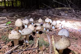 Loại nấm đặc sản mọc từ tổ mối có giá 1,5 triệu đồng/kg