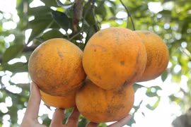 Giống cam “tiến vua” 80.000 đồng/quả tại vườn có gì đặc biệt? 
