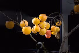 Người Hà Nội lùng mua cành hồng cắm chơi dịp Trung thu