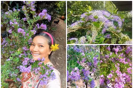Khu vườn 6.000m2 rực hoa tím của “nữ hoàng cảnh nóng” Kiều Trinh 