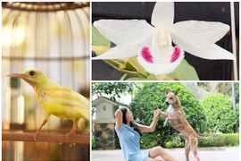 Thú chơi trông có vẻ “bình dân” nhưng giá bạc tỷ của đại gia Việt