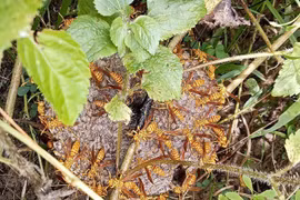 Bất ngờ loại sáp ong được lùng mua với giá 1,4 triệu đồng/kg 