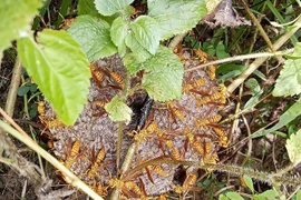 Bất ngờ loại sáp ong được lùng mua với giá 1,4 triệu đồng/kg 