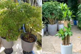 Hai loại cây hàng đầu giúp gia chủ giữ của, thu hút vận may