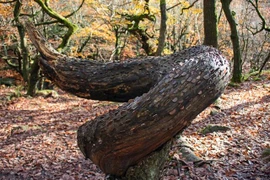 Sự thật chấn động thế giới đằng sau loài cây bí ẩn “đẻ ra tiền"