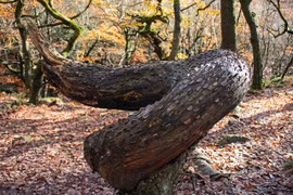 Sự thật chấn động thế giới đằng sau loài cây bí ẩn “đẻ ra tiền"