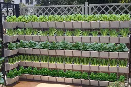 Bí kíp không thể quên để trồng vườn đứng trang trí nhà đẹp