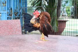 Giống gà lực sĩ thích mát-xa con nặng nhất chỉ 4 lạng... giá tiền triệu