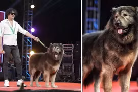 Chú chó đắt nhất hành tinh 136 tỷ đồng có gì đặc biệt?