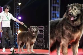 Chú chó đắt nhất hành tinh 136 tỷ đồng có gì đặc biệt?