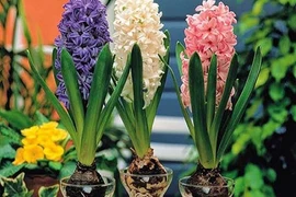 6 loại cây phong thủy không cần đất, trồng trong nhà cực kỳ may mắn