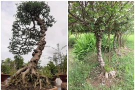 Tận thấy loài cây nổi u cục khắp thân giúp nông dân “hốt bạc“