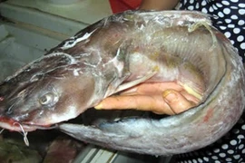 Theo chân người dân săn đặc sản cá lăng kiếm tiền triệu