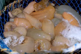 Đặc sản nào ví như “thần dược” mà cháy hàng dịp Tết?