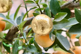 Chiêm ngưỡng quất dát vàng độc lạ hút khách chơi Tết 2025