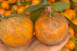 Loại quả “làm mưa làm gió” tại Hà Nội, tiểu thương đua nhau bán 