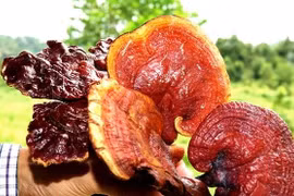 Vì sao nấm lim xanh có giá tính bằng vàng?