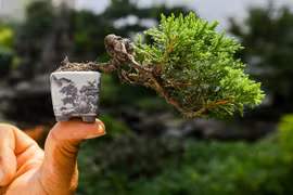 Chiêm ngưỡng bonsai tí hon khiến giới chơi cây “mê đắm“