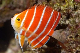 Cá thiên thần Peppermint hơn nửa tỷ đồng hút hồn dân chơi Việt