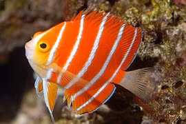 Cá thiên thần Peppermint hơn nửa tỷ đồng hút hồn dân chơi Việt