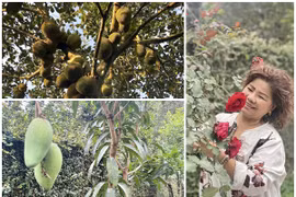Mê mẩn vườn cây trĩu quả trong nhà NSND Thanh Hoa