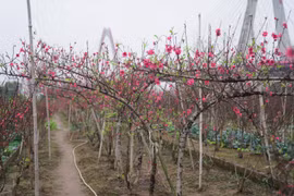 Những ngày cận Tết, vườn đào Nhật Tân ở Hà Nội nhộn nhịp 