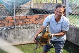 Những trang trại rùa "đẻ" ra tiền của nông dân Việt