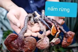 Nấm lim xanh: cách tránh dính quả lừa 