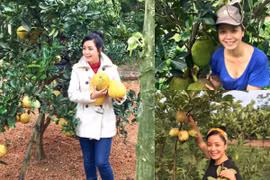 Vườn cây hàng nghìn mét vuông đầy trái của nghệ sĩ Chiều Xuân