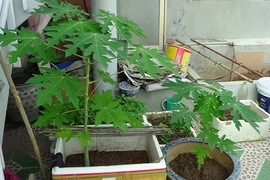 Bỏ túi bí kíp trồng đu đủ trong chậu vẫn sai trĩu quả