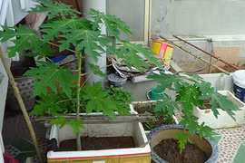 Bỏ túi bí kíp trồng đu đủ trong chậu vẫn sai trĩu quả