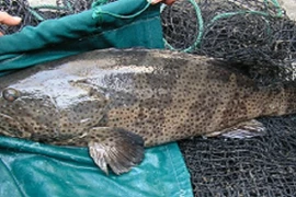 Cá song vang trăm triệu đồng: Nhà giàu Việt chịu chi ăn ngon thế nào? 