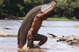 Hé lộ hình ảnh săn cá khủng giữa sông ít người biết