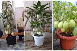 "Sốt" mốt chơi dưa hấu cảnh tí hon mới lạ dịpTết