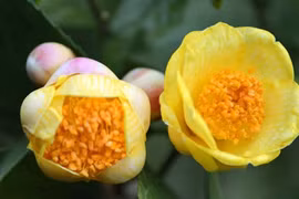 Bất ngờ loài hoa đắt như “vàng ròng”, trồng tại Việt Nam 