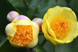 Bất ngờ loài hoa đắt như “vàng ròng”, trồng tại Việt Nam 