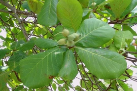 5 loại lá người Việt thường vứt bỏ nay bất ngờ cao ngất ngưởng