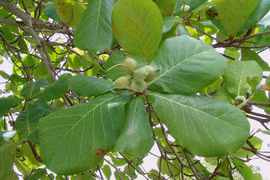 5 loại lá người Việt thường vứt bỏ nay bất ngờ cao ngất ngưởng