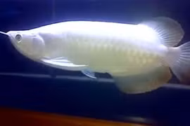 Xem cá rồng bạch kim gần 10 tỷ đồng 