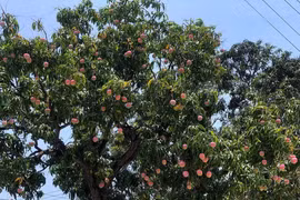 Mục sở thị cây xoài trĩu quả, được ca ngợi đẹp nhất Việt Nam 