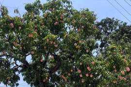 Mục sở thị cây xoài trĩu quả, được ca ngợi đẹp nhất Việt Nam 