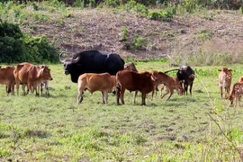 Bò tót ở VQG Phước Bình: Khám phá cây gia phả 3 thế hệ 