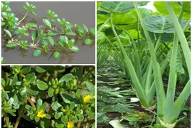 3 loại cây dại cho lợn ăn bất ngờ thành đặc sản hút khách